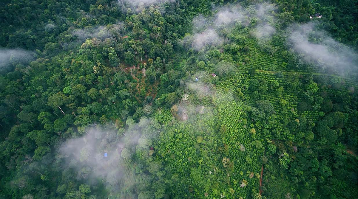 Mist drifting over the forested tea mountains of Xishuangbanna