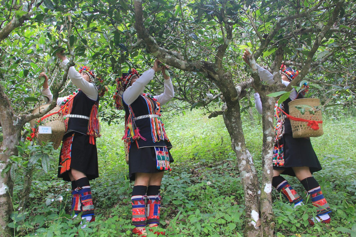 Pickers in traditional dress among old-arbor tea trees in Xishuangbanna
