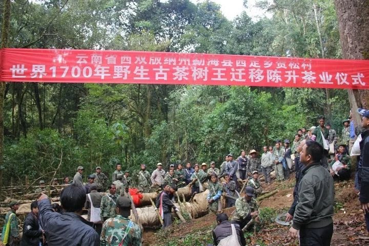 Villagers and guests in the forest at the 2013 ceremony to move the 1,700-year-old wild Tea King tree to Chen Sheng Hao