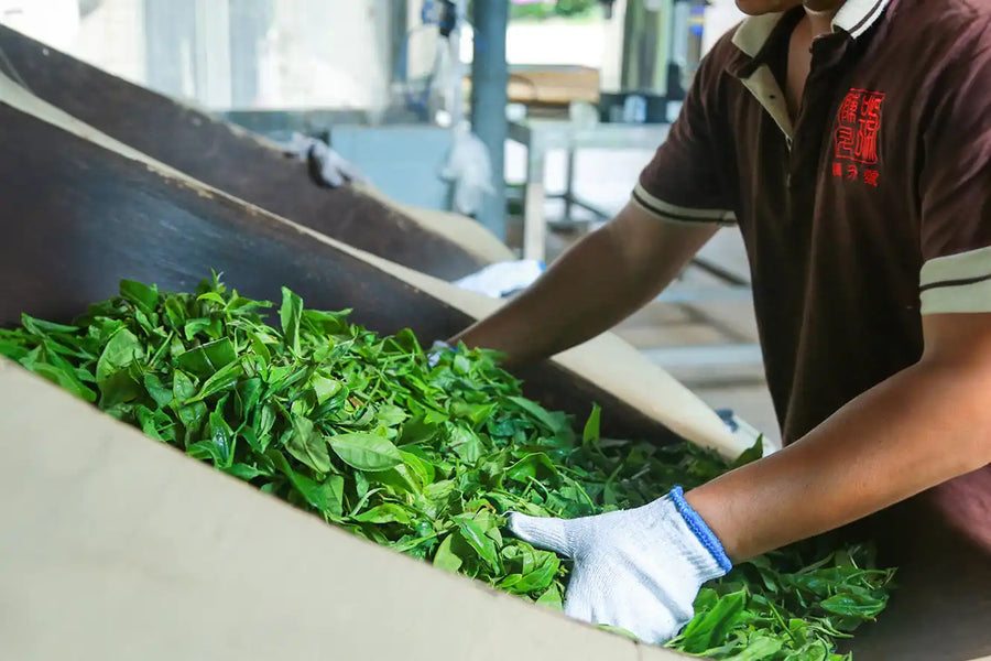 Fresh tea leaves in the processing workshop
