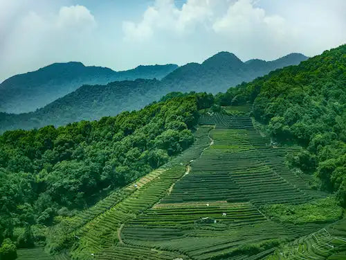 Lush green mountain landscape with tiered tea plantations.