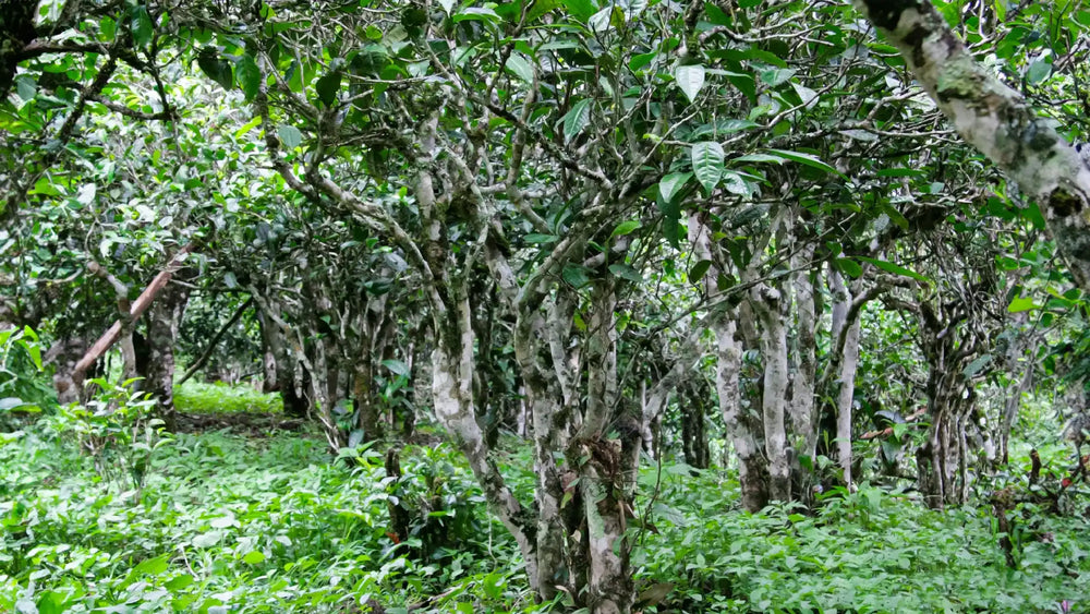 Old-arbor tea trees in a shaded Yunnan forest garden