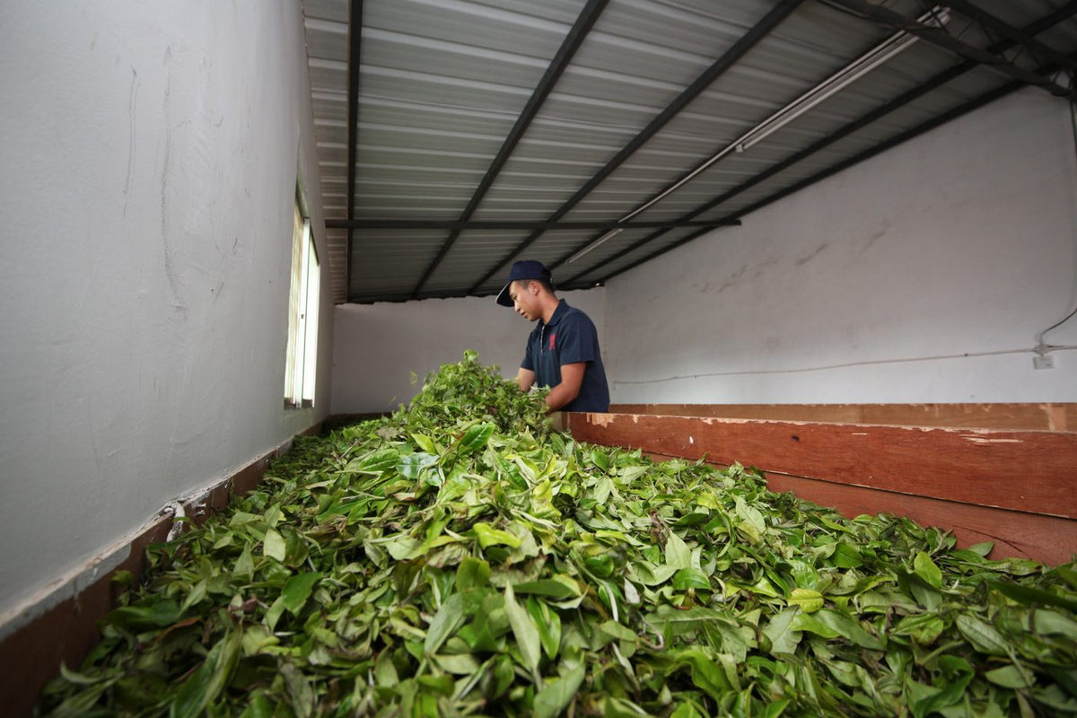 Step 2: Fresh leaves withering on raised racks