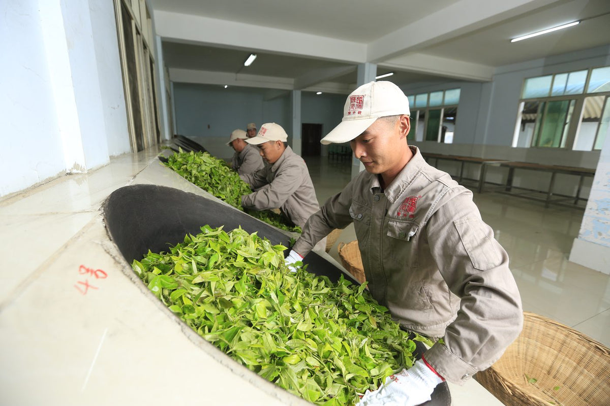 Step 3: Kill-green — wok-firing fresh leaves by hand