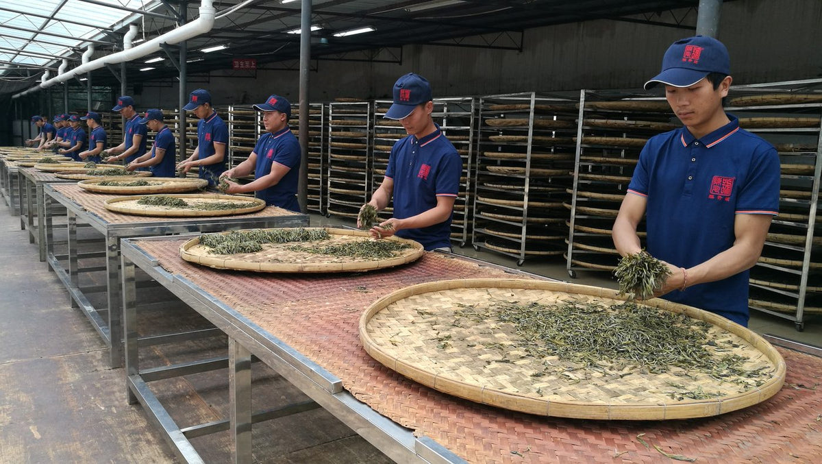 Step 4: Rolling the leaves by hand