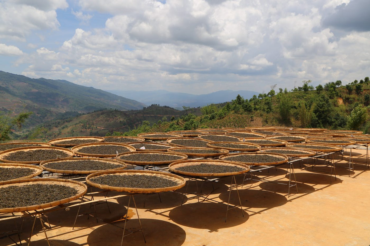 Step 5: Sun-drying the maocha under the Yunnan sun