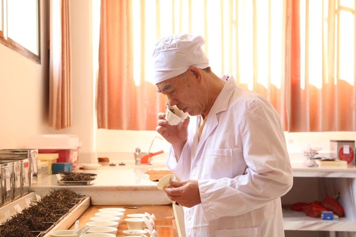 Step 7: Sensory evaluation of the tea by our tasters