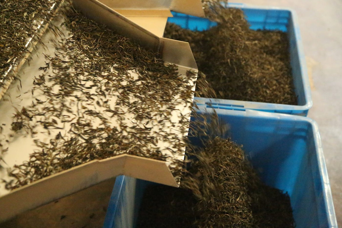 Step 8: Electrostatic cleaning and wind sifting of the leaves