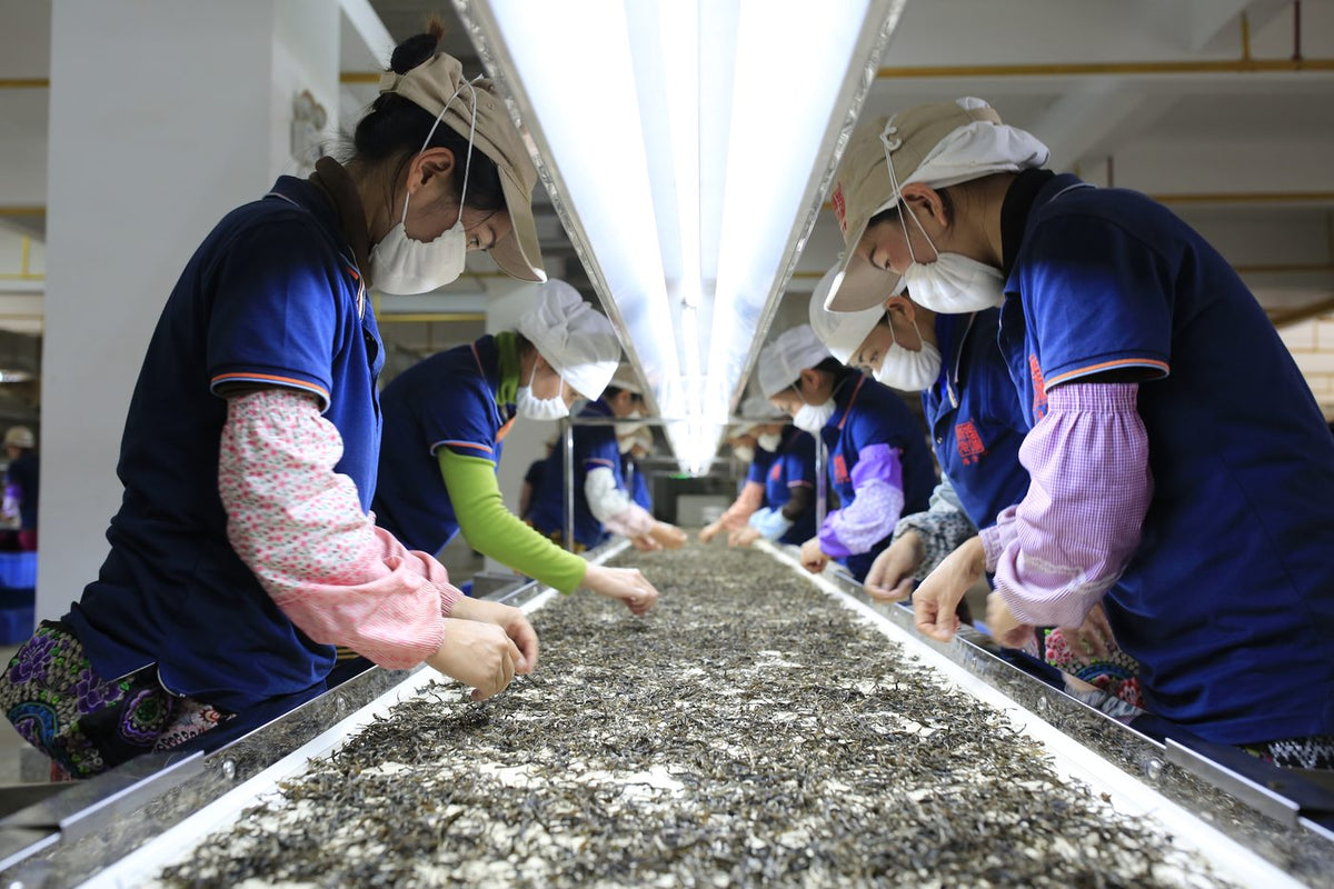 Step 9: Hand-sorting leaves to remove impurities