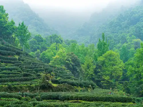 Terraced tea plantations on a misty mountainside.