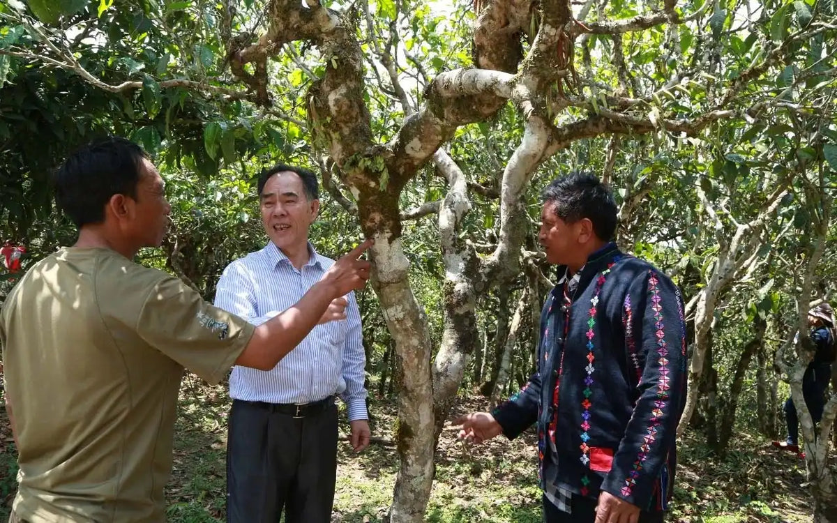 Three men discussing tea trees.