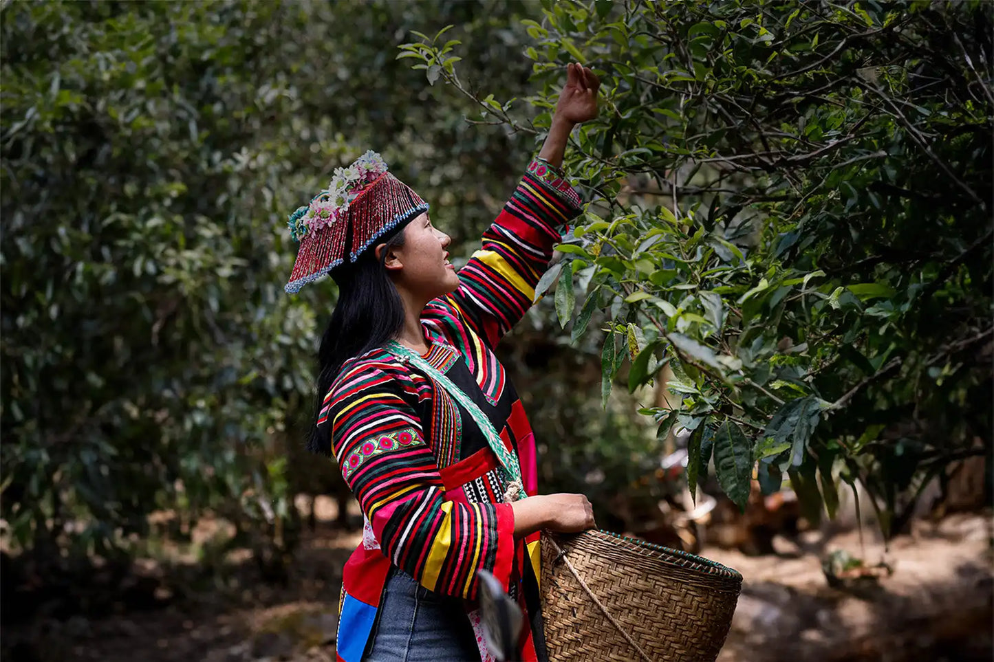 A woman in traditional, colorful attire harvesting leaves into a woven basket.