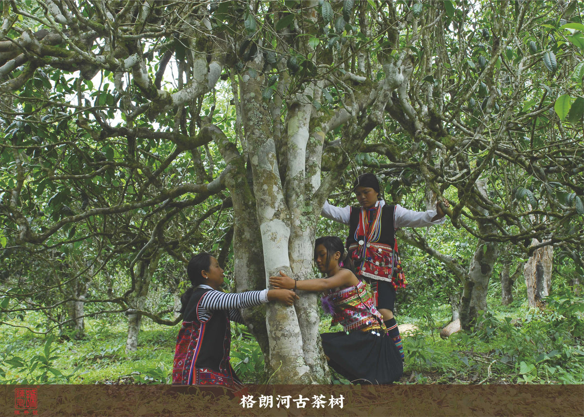 2010 Lao Ban Zhang Raw Pu-erh Tea - 200g - Pu Erh Tea